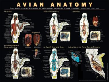 Shop for parrots and other birds health | Poster anatomy of the parrot ...