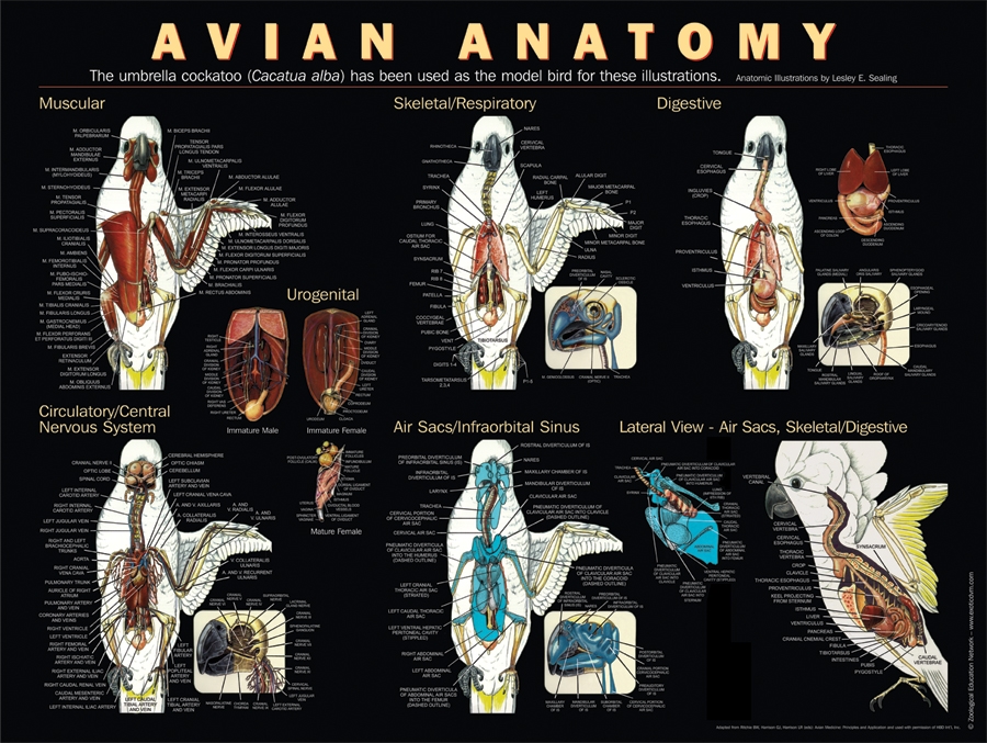 Shop For Parrots And Other Birds Health | Poster Anatomy Of The Parrot ...